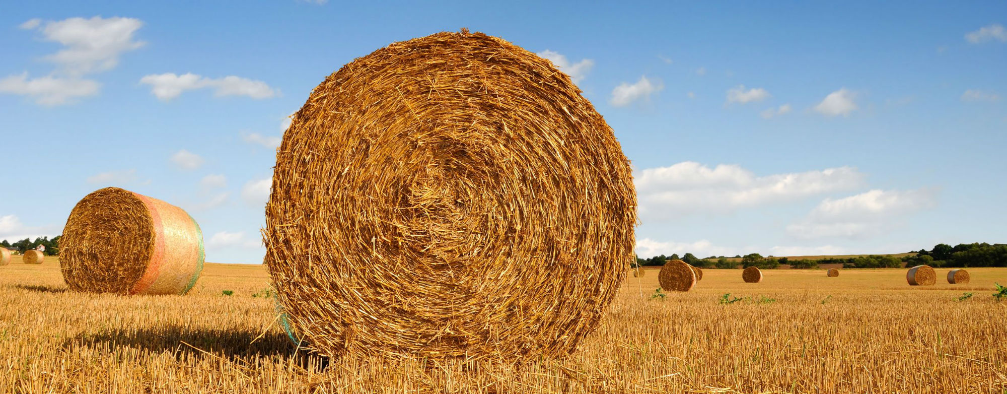 Campo di paglia, paesaggio rurale pugliese